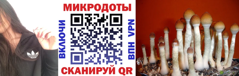 Псилоцибиновые грибы Psilocybine cubensis  Майский 